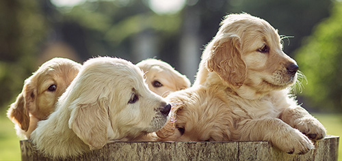 Puppies looking out of a wooden bucket