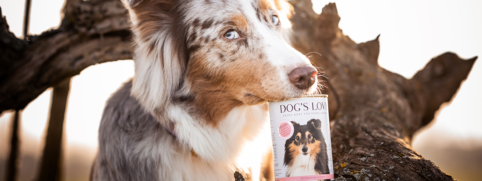 dog and can of dogfood with horsemeat