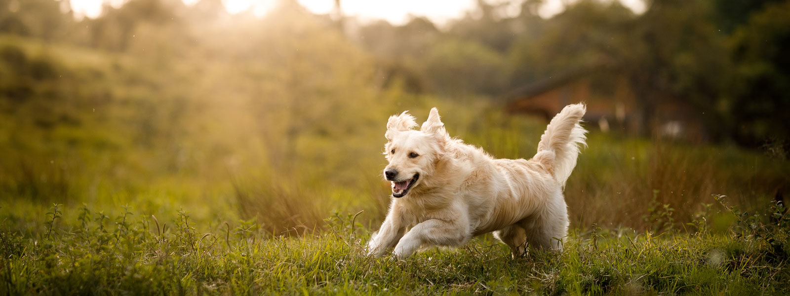 dog running on a grass field