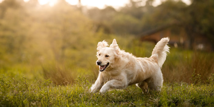 dog running on a grass field