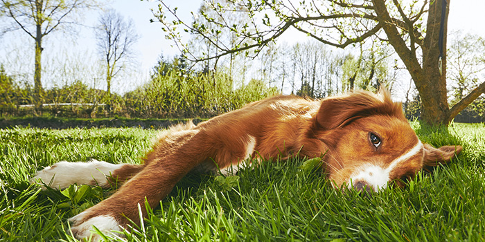 dog lying in a meadow 