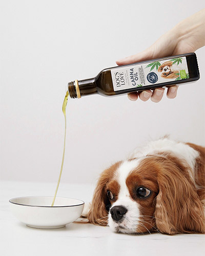 Dog watching as a person pours healthy oil into a bowl 