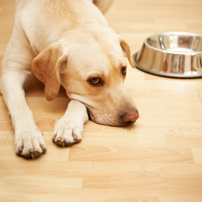 Hund der am Boden neben einem Napf liegt