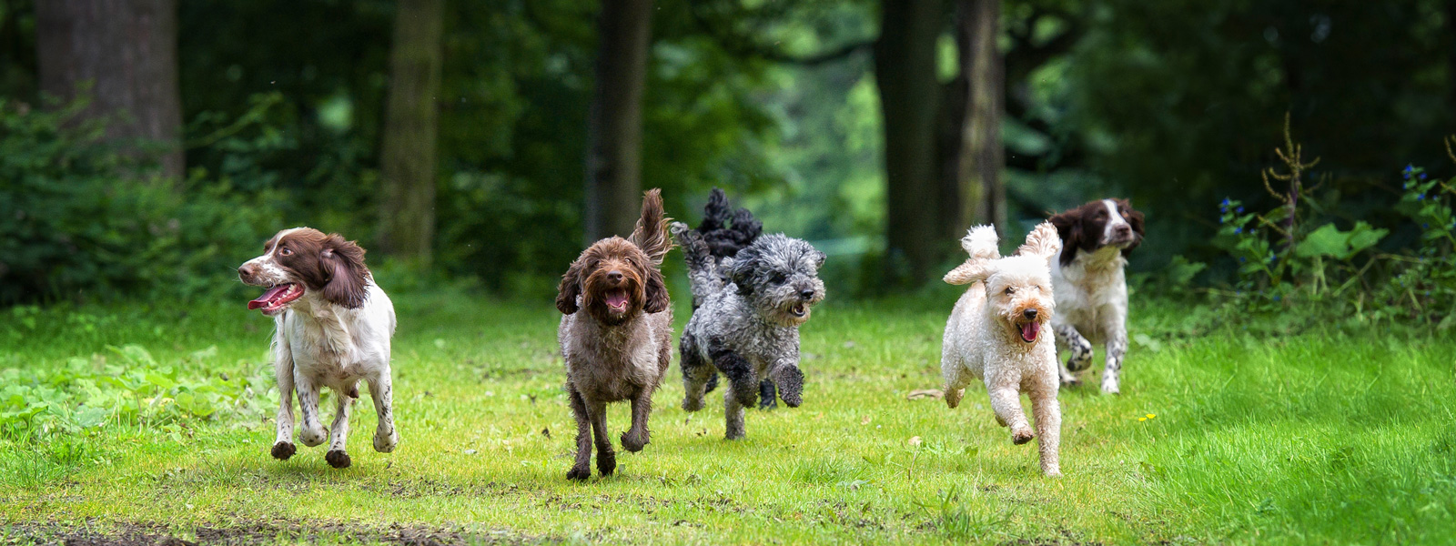 Plusieurs chiens courant vers quelqu'un dans un pré