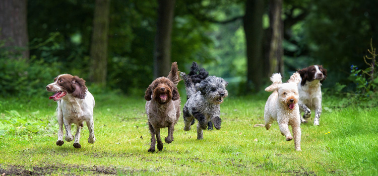 Plusieurs chiens courant vers quelqu'un dans un pré