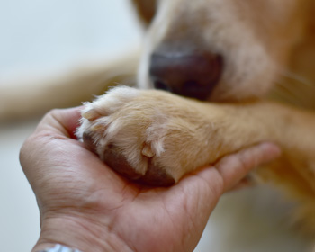 Une patte de chien qui repose dans la main d'un homme