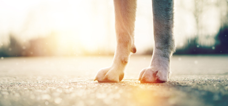 Des pattes de chien posées sur l'asphalte et le soleil en arrière-plan