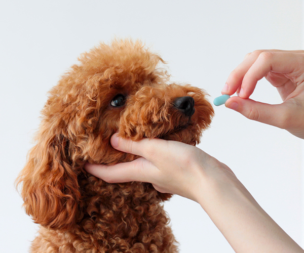 Un chien qui reçoit un médicament