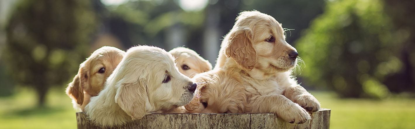 Des chiots qui regardent hors d'un seau en bois