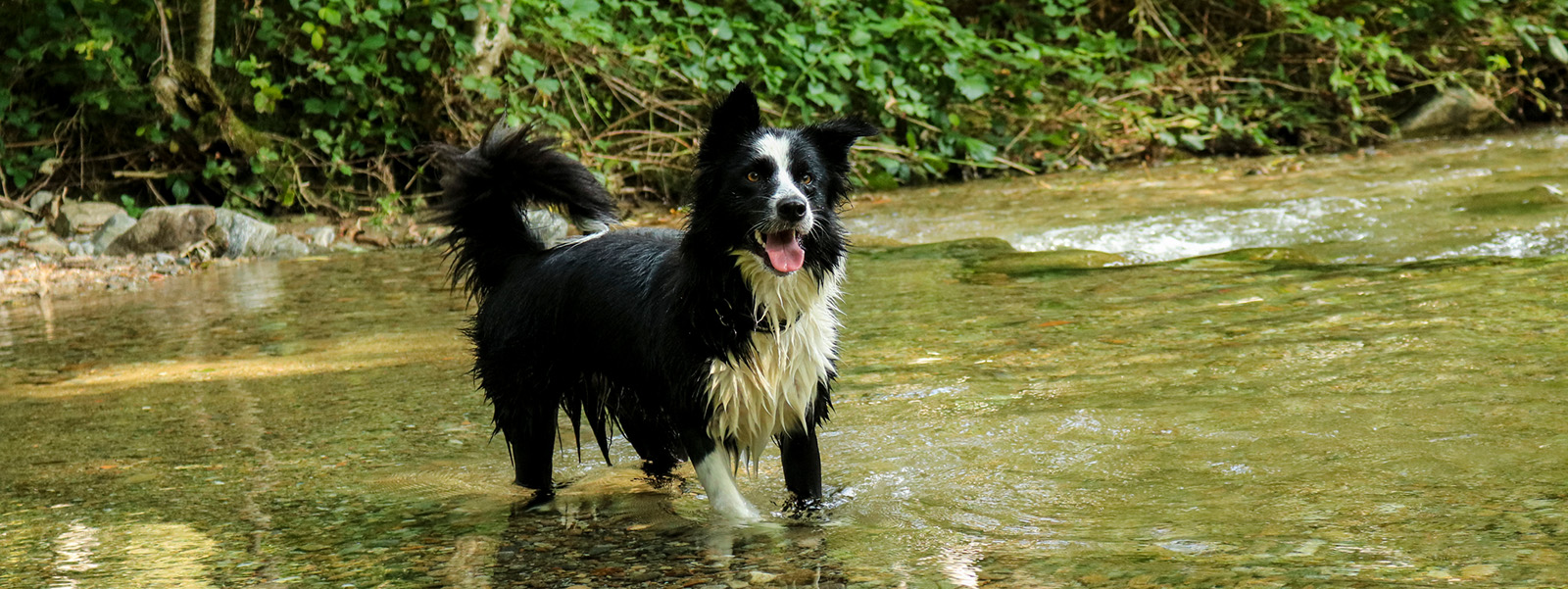 hund steht in einem fluss