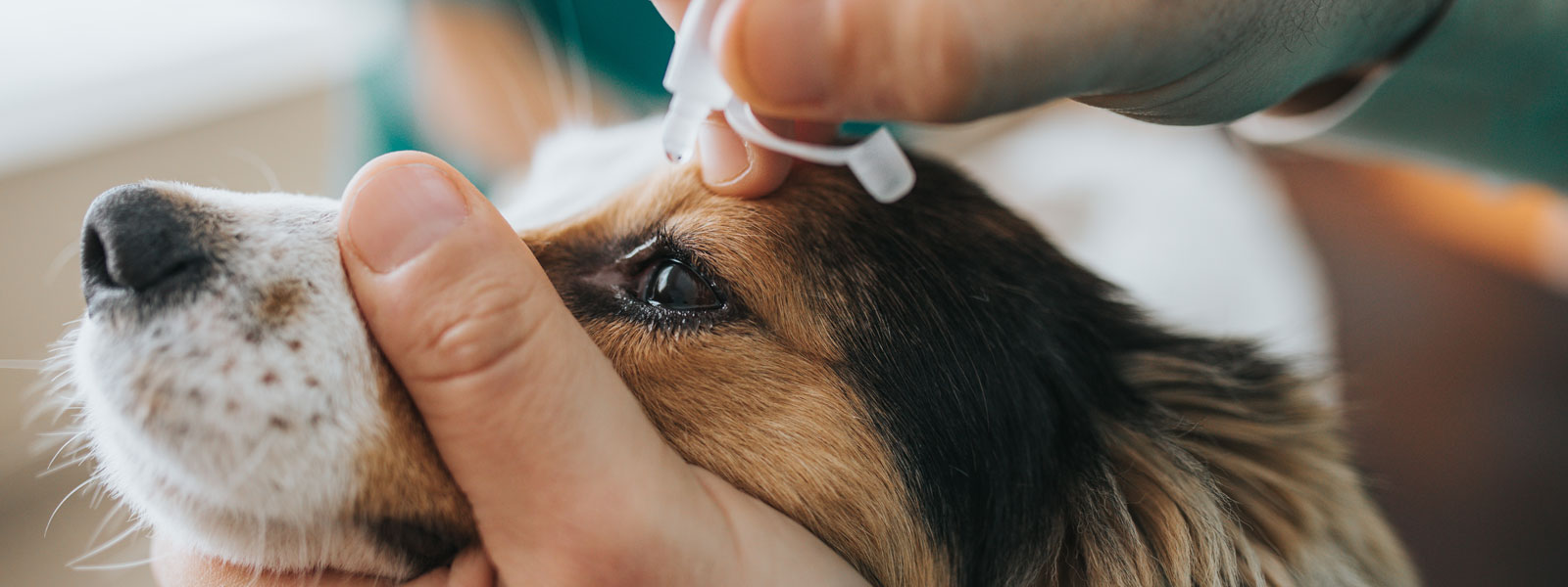 chien avec conjonctivite assis dans un pré