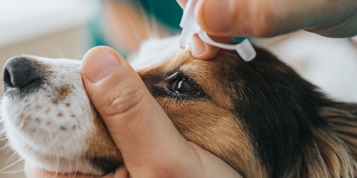 chien avec conjonctivite assis dans un pré