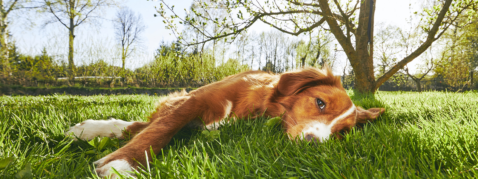 chien couché dans une prairie 