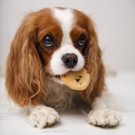 hund sitze vor hundefutter dosen